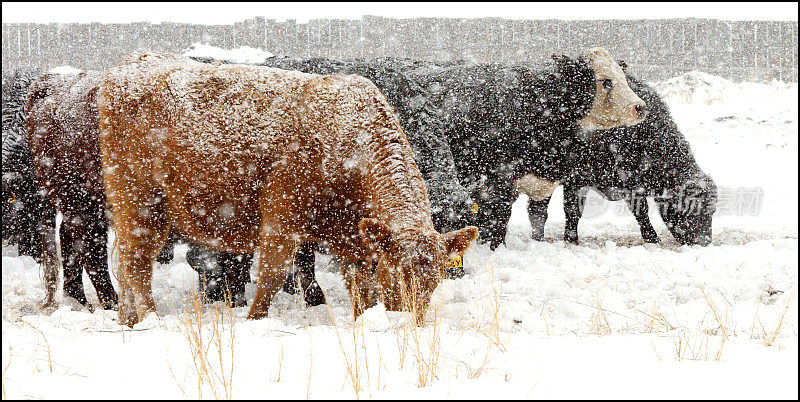 牛在暴风雪