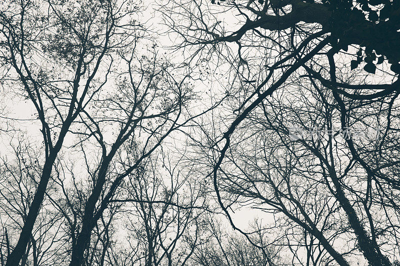 树梢在冬天