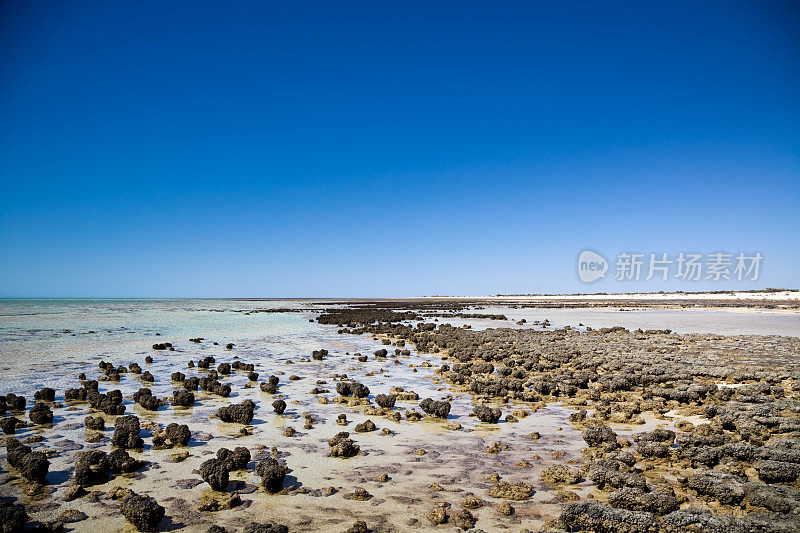 哈梅林池叠层石澳大利亚鲨鱼湾