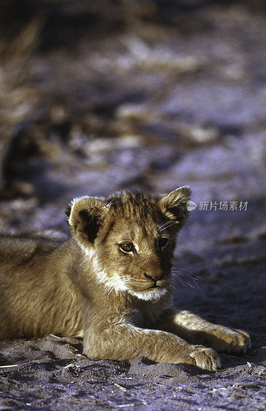 南非，狮子幼崽。