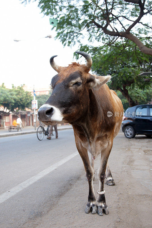 印度街头的圣牛