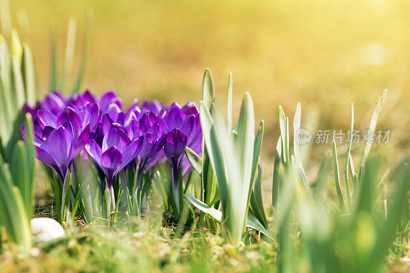 春季用紫色的藏红花花坛捧花