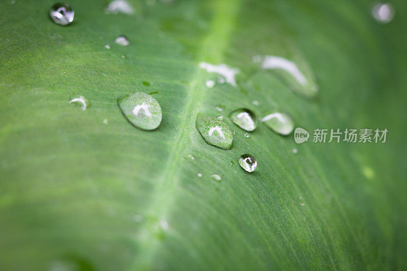 绿叶上有雨滴