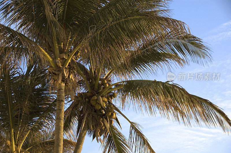 沐浴在夕阳柔和阳光下的椰子树