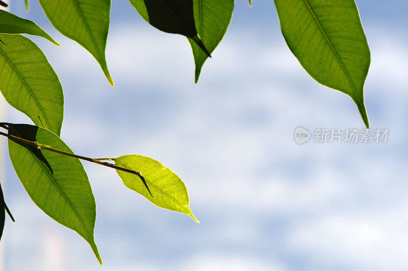 无花果树叶对天空的背景