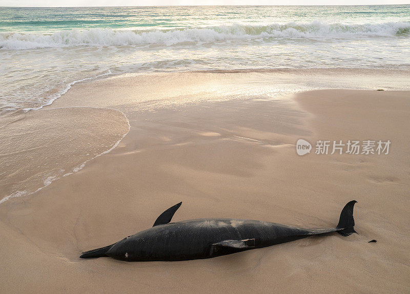 死去的海豚