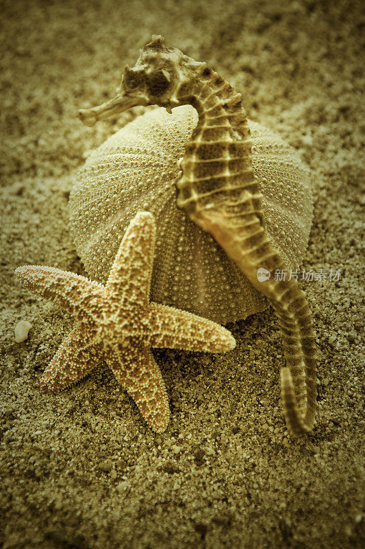 海胆、海马和海星