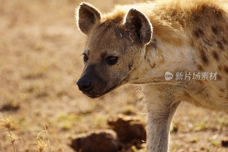 斑点鬣狗