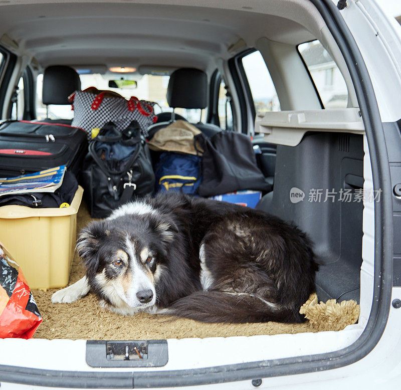 边境牧羊犬在汽车后备箱装满了假期