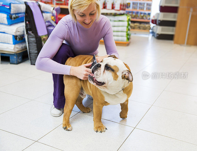 可爱的英国斗牛犬在宠物店…女主人正在给它梳毛