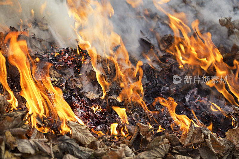 野火