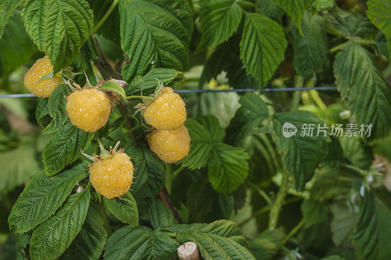 金色树莓在藤上成熟的特写