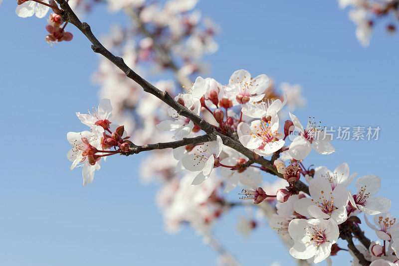 梅花