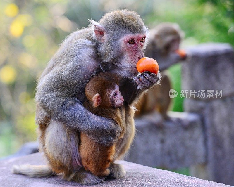 猴子喜欢吃水果