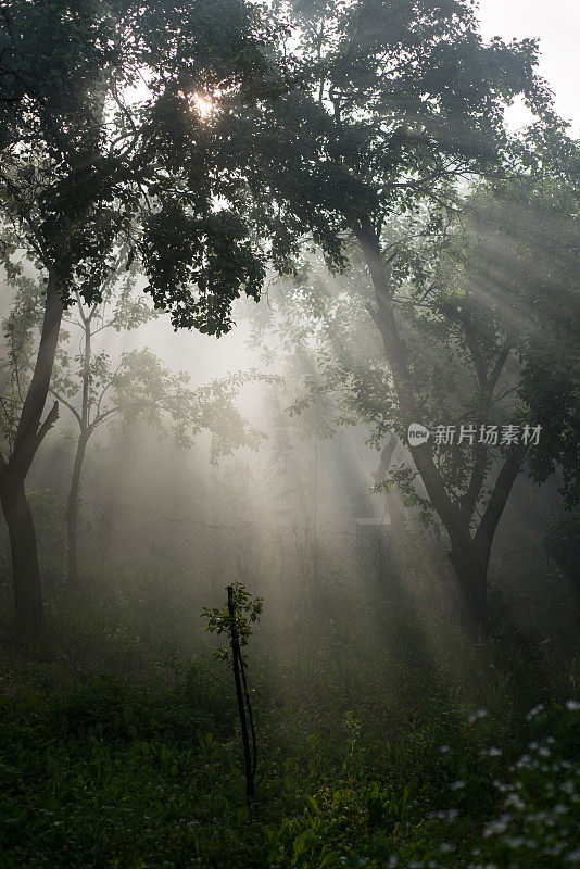 阳光照耀着绿色的森林