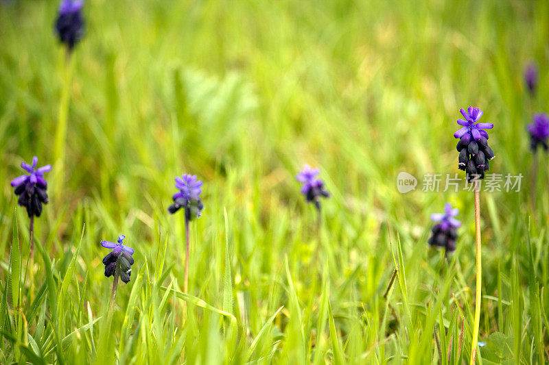 Grape-Hyacinth。