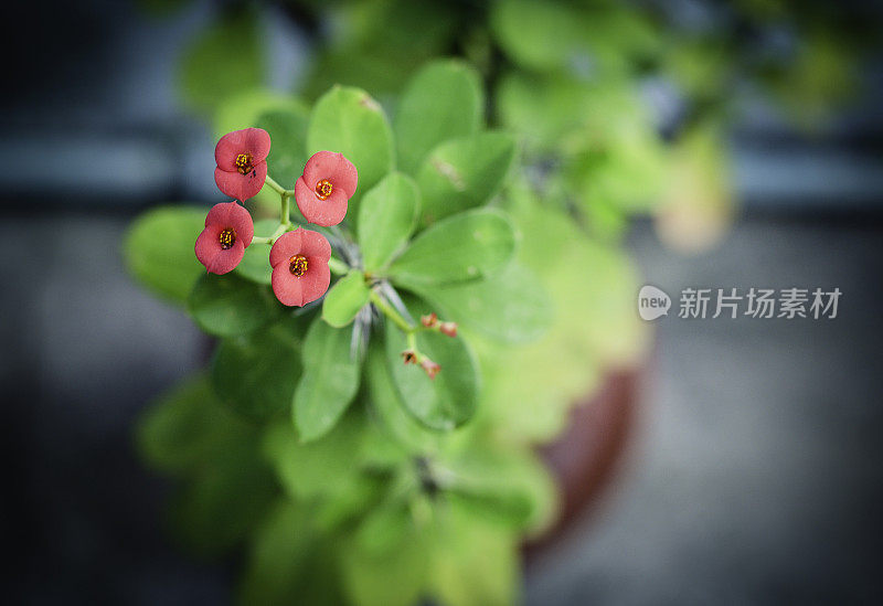 红花盆栽