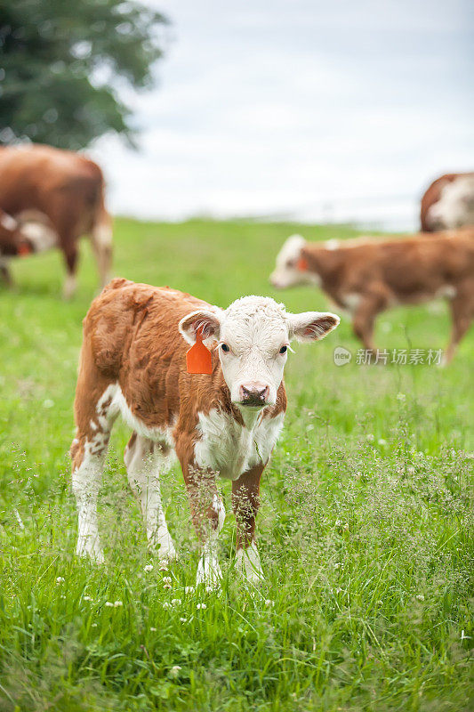 棕色和白色的赫里福德小牛站在牧场上