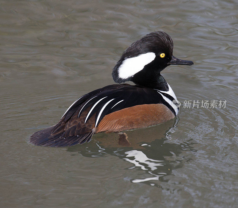 连帽秋沙鸭