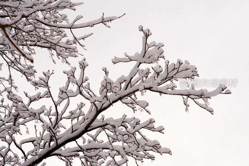 白雪皑皑的树枝