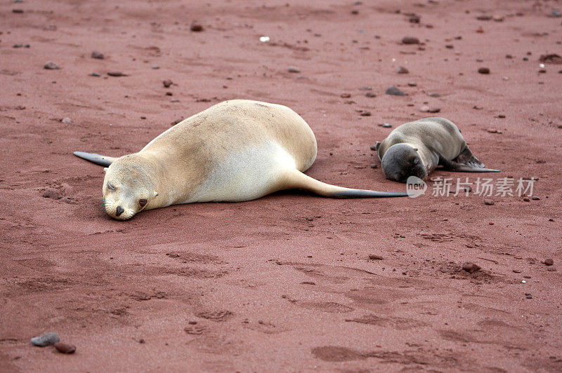 加拉帕戈斯海狮妈妈和新生的幼仔