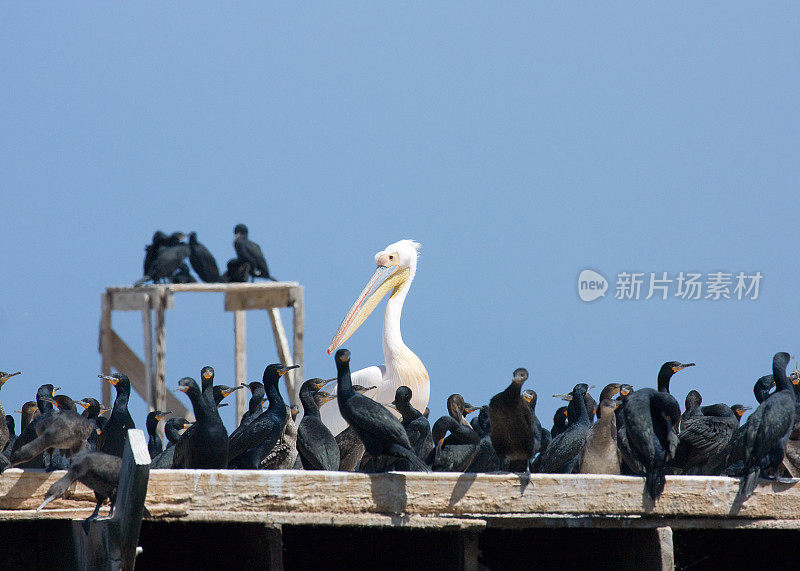 到底平台