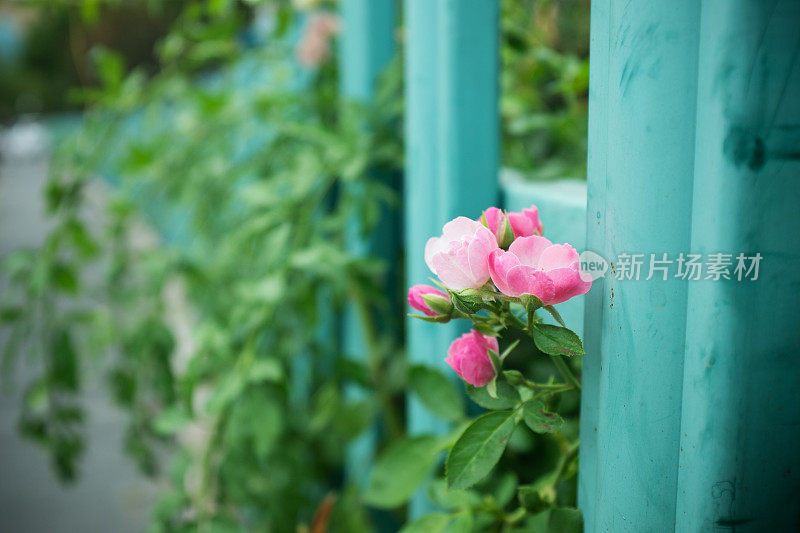 篱笆上的粉红色茎蔷薇