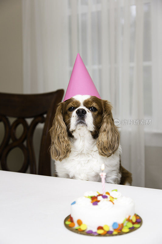 狗戴着粉红色的生日帽子在餐桌上吃蛋糕。