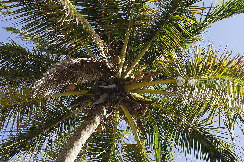 有椰子的棕榈树
