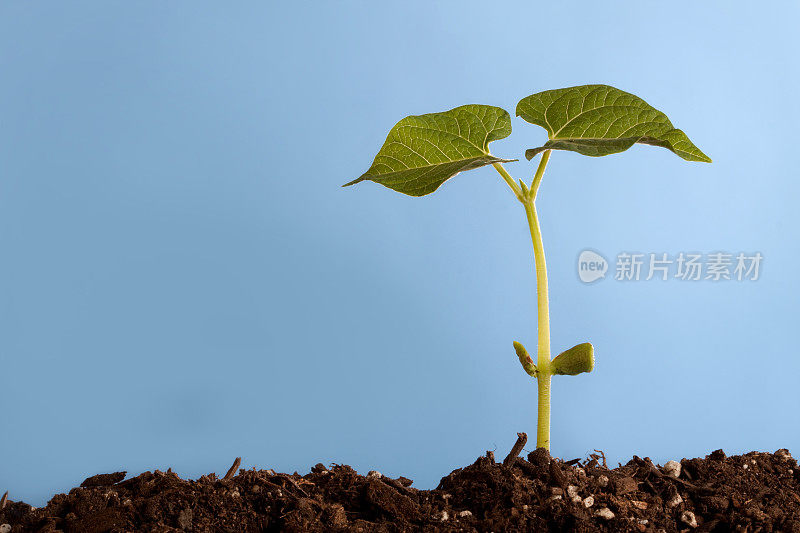 豆科植物发芽