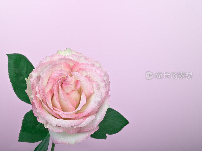 在柔和的背景上，白色带粉红的玫瑰