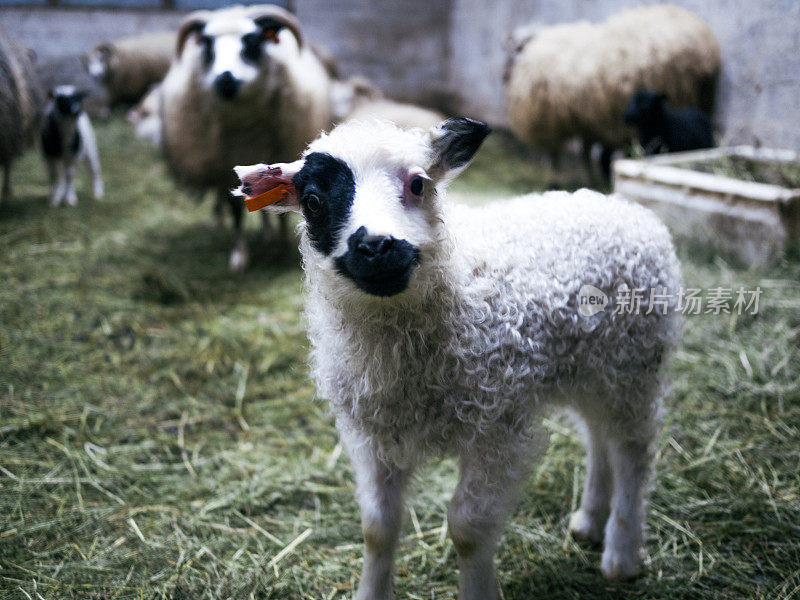 冰岛东北部谷仓里的冰岛绵羊、母羊和羊羔
