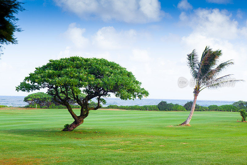 夏威夷高尔夫球场上的一棵棕榈树