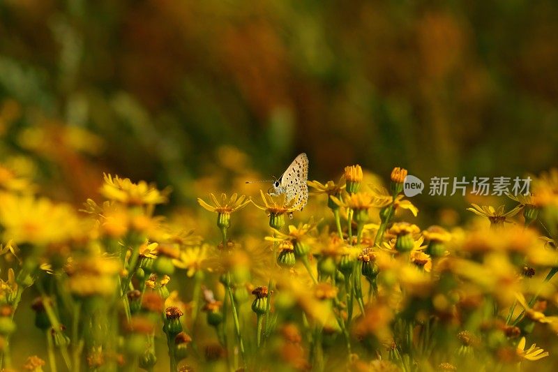 黄花上的一种常见的蓝色蝴蝶