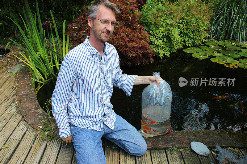 人把金鱼从塑料袋里放到花园池塘里