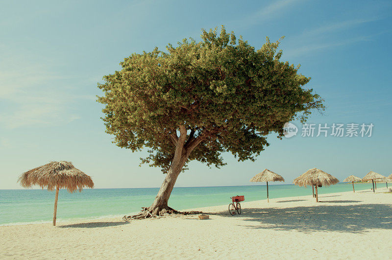 安静的热带海滩和一棵树