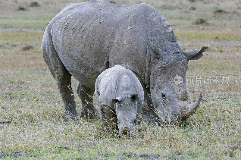 野生白犀牛宝宝在妈妈旁边吃草