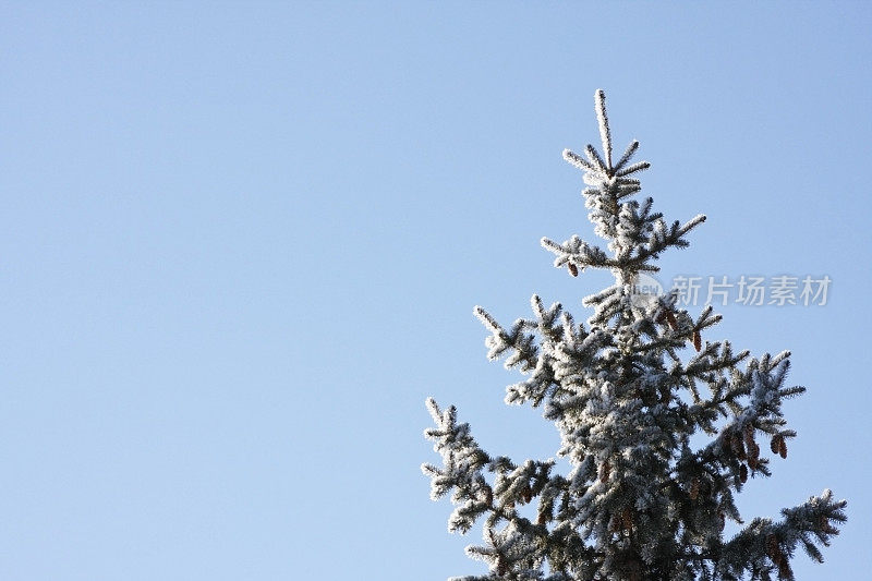 雪云杉树顶