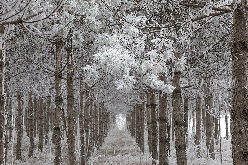 松树林排成一排，覆盖着霜冻