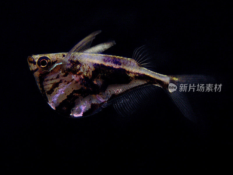 大理石hatchetfish