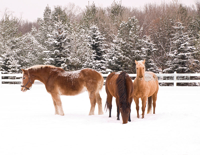 雪中的三匹马