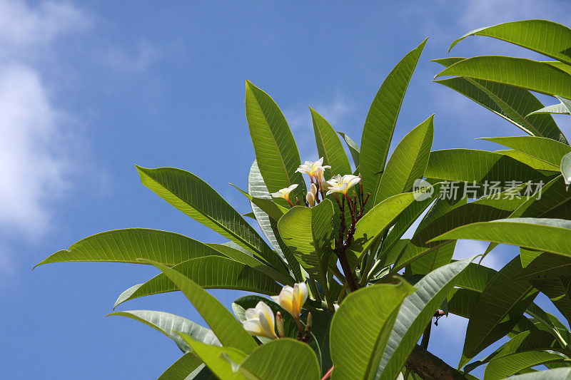 鸡蛋花