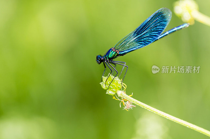 草叶上的蓝蜻蜓