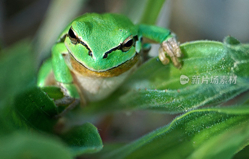 欧洲绿色Treefrog