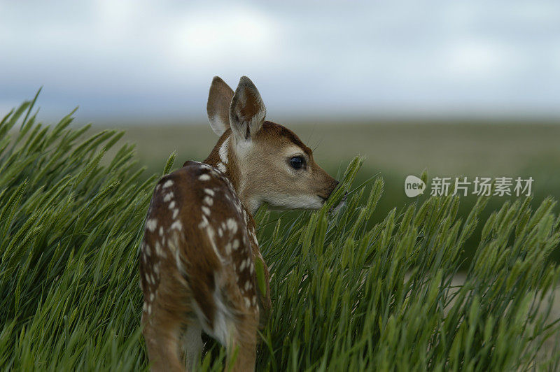 小鹿斑比回顾