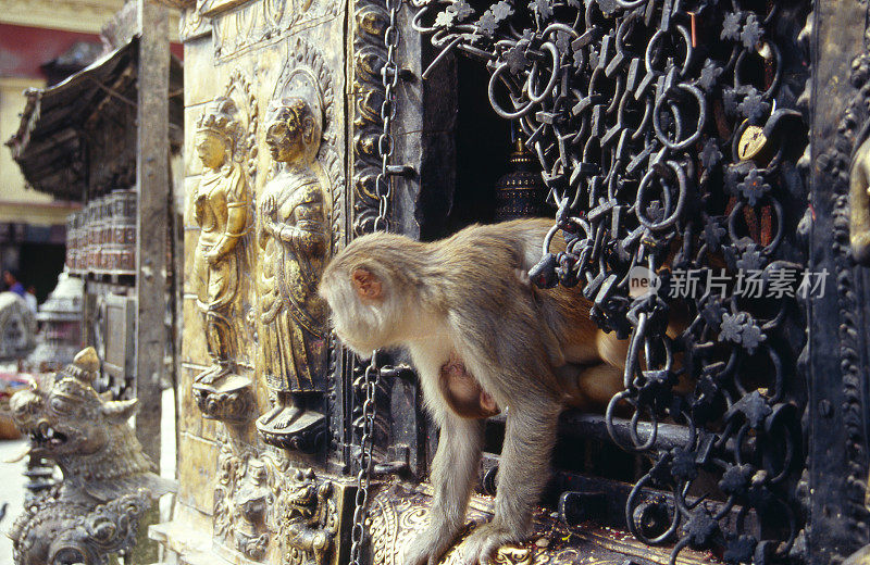 尼泊尔。Swayambhunath——加德满都山谷的佛教寺庙。