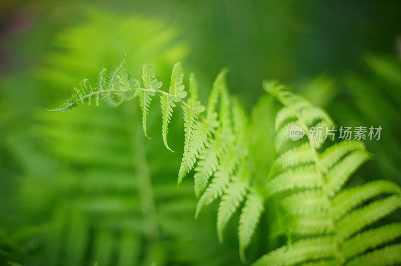 特写蕨类植物