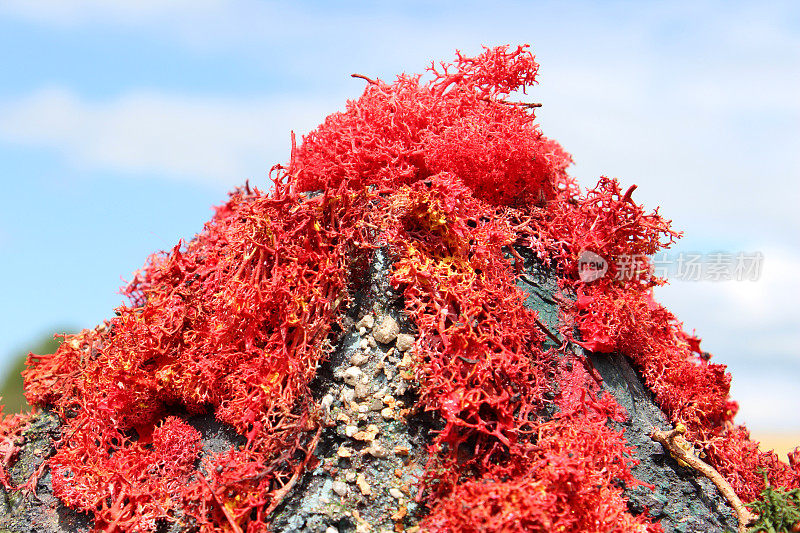 为学校项目(地理)制作的自制火山模型图片