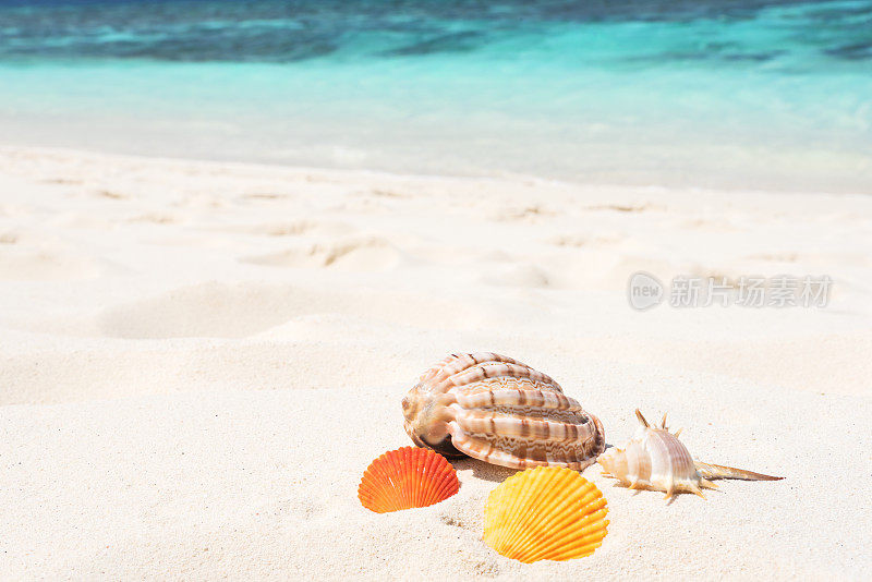 夏天海滩背景