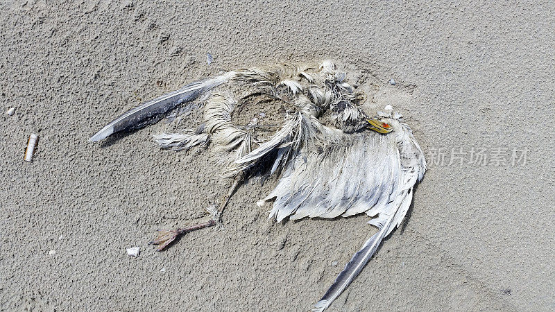 海滩上有一只死海鸥